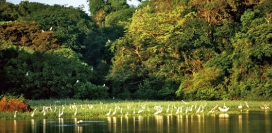 WWF-Brasil e Coalizão Pró-UCs discutem formas de valorizar áreas protegidas