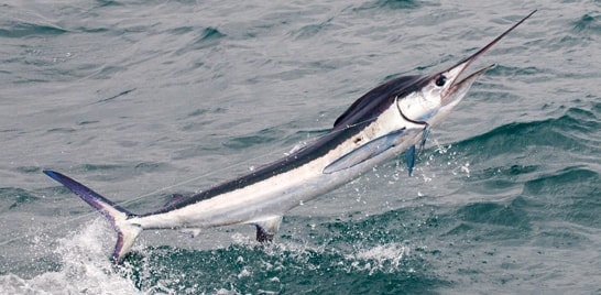 Pesca oceânica é tema de workshop em SC