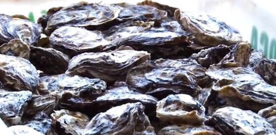 Extração, consumo e comércio de moluscos estão suspensos em Santa Catarina