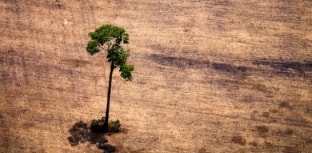 Desmatamento na Amazônia cresce 467% em outubro