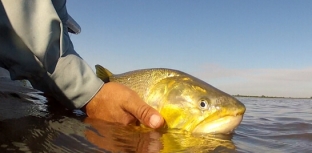 Mato Grosso pode proibir o transporte de peixes por pescadores amadores