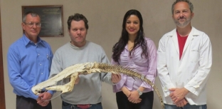 Exposição de esqueleto de surubim abre sexta-feira no RS