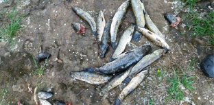 Patram prende pescadores irregulares no Rio Grande do Sul