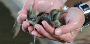 Principais feiras de pescados do mundo estão com inscrições abertas