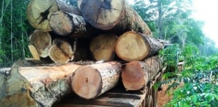 Em um ano, desmatamento da Amazônia Legal cai 18%