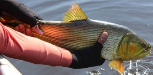 Reprovado Projeto de Lei que proíbe pesca do dourado em MS