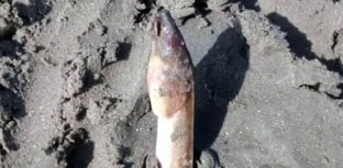Peixe assusta banhistas em praia de Santos