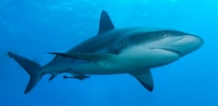 Perca o medo de tubarões