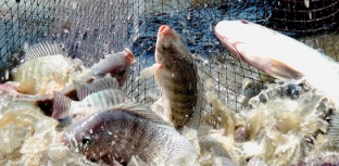 BAIXAS TEMPERATURAS EXIGEM MAIOR CONTROLE NO MANEJO DE PESCADOS