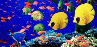 Pernambuco sediará o 21º Encontro Brasileiro de Ictiologia