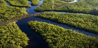 SOS MATA ATLÂNTICA COMEMORA EXPANSÃO DO PROJETO 