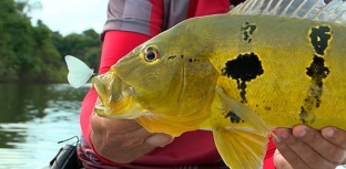 Em pauta: turismo de pesca esportiva em terras indígenas