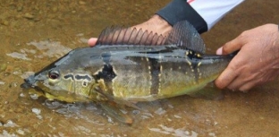 Vem aí II Torneio Cabras da Pesca