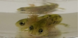 Salamandra de duas cabeças é descoberta por pesquisadores
