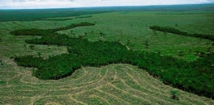 Desmatamento na Amazônia aumenta nos meses de agosto e setembro