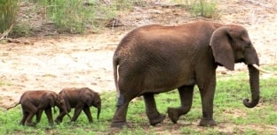 Elefantes gêmeos nascem em reserva sul-africana