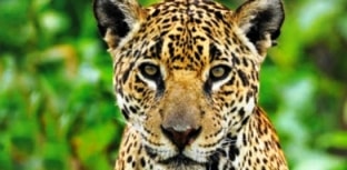 Lista de animais ameaçados de extinção no Brasil tem 395 novas espécies