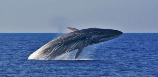 Baleia comum corre risco de desaparecer