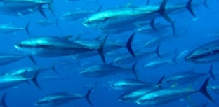 Atum-rabilho pode desaparecer