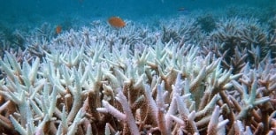 Água mais quente no Pacífico afeta cor dos corais