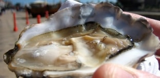 Vírus ameaça mercado mundial de ostras