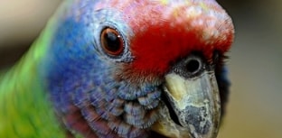 Papagaio de cara-roxa não está mais ameaçado de extinção