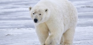 Ursos polares migram para ilhas no norte do Canadá