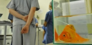 Peixe passa por cirurgia para retirada de tumor no RS