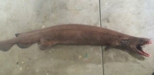 Raro tubarão pré-histórico é capturado na Austrália