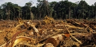 Desmatamento aumenta pelo quinto mês consecutivo