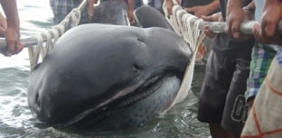 Rara espécie de tubarão fica presa em rede de pesca nas Filipinas