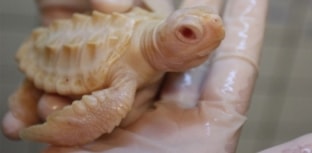 Filhotes albinos de tartarugas marinhas são recebidos no Projeto Tamar