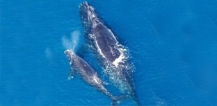 Espécies em extinção: Baleia-franca-do-atlântico-norte