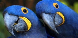 Arara-azul não está mais ameaçada de extinção