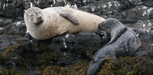 Focas canibais são apontadas como culpadas pela morte de animais no Mar do Norte