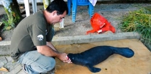 Filhote recém-nascido de peixe-boi é resgatado no Amazonas
