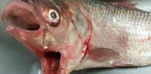 Peixe com duas bocas é capturado na Austrália