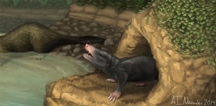 Descobertos fósseis de mamíferos milenares na China