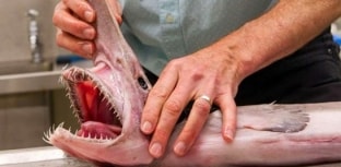 Raro tubarão-duende é capturado na Austrália
