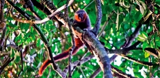 Descoberto novo primata na Amazônia