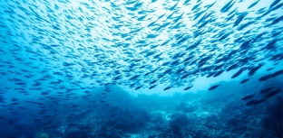Aquecimento global prejudica desenvolvimento dos peixes