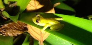 Anfíbio raro é encontrado no Rio Grande do Sul