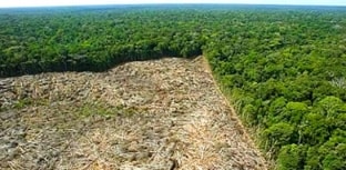 Estudo liga desmatamento com a seca no País