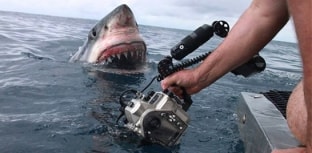 Equipe registra foto inusitada de tubarão branco na Austrália