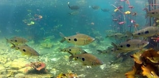 22 de maio é o Dia Internacional da Biodiversidade