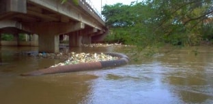 Peixes aparecem mortos na margem do Rio dos Sinos no RS