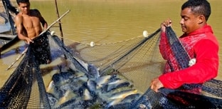 Gestão do Pescado é tema de novo curso