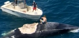 Australiano surfa em carcaça de baleia