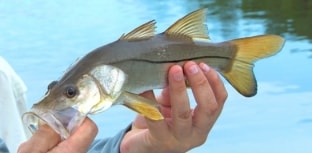 Setembro tem torneio de pesca em Cananéia