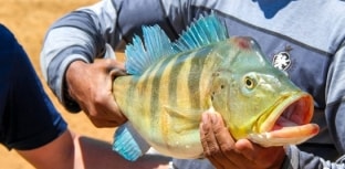 A busca pelo tucunaré em Três Marias está marcada